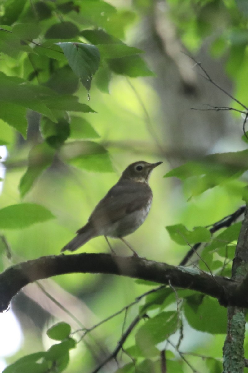 Swainson's Thrush - ML569479041