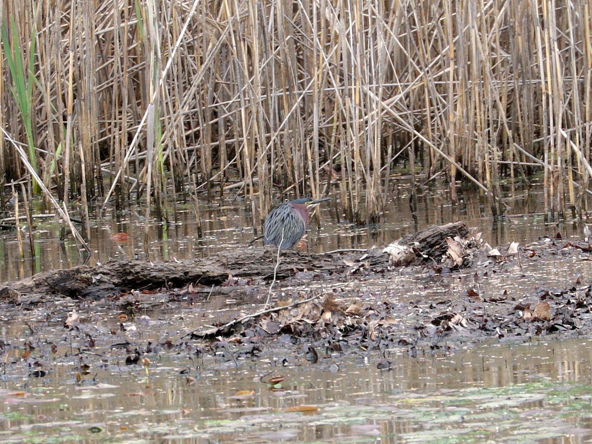 Green Heron - ML569479401