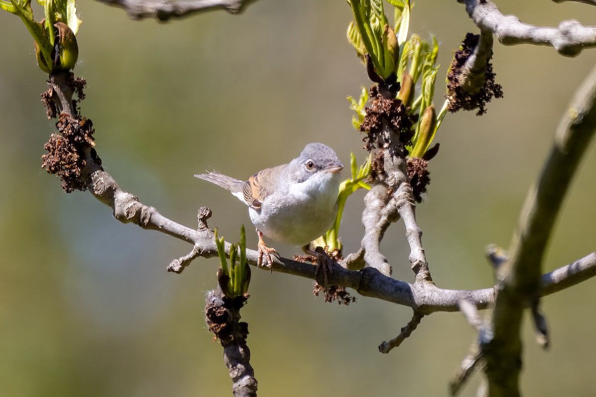 Шөвгөр зэржгэнэ - ML569479731