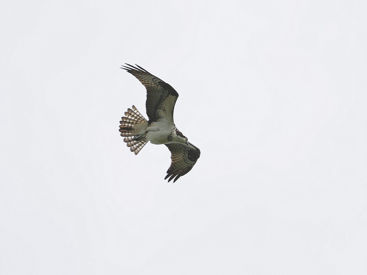 Águila Pescadora - ML569480391