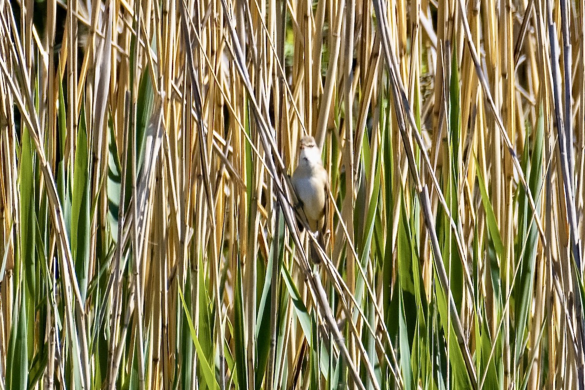 Их охил бялзуухай - ML569480521