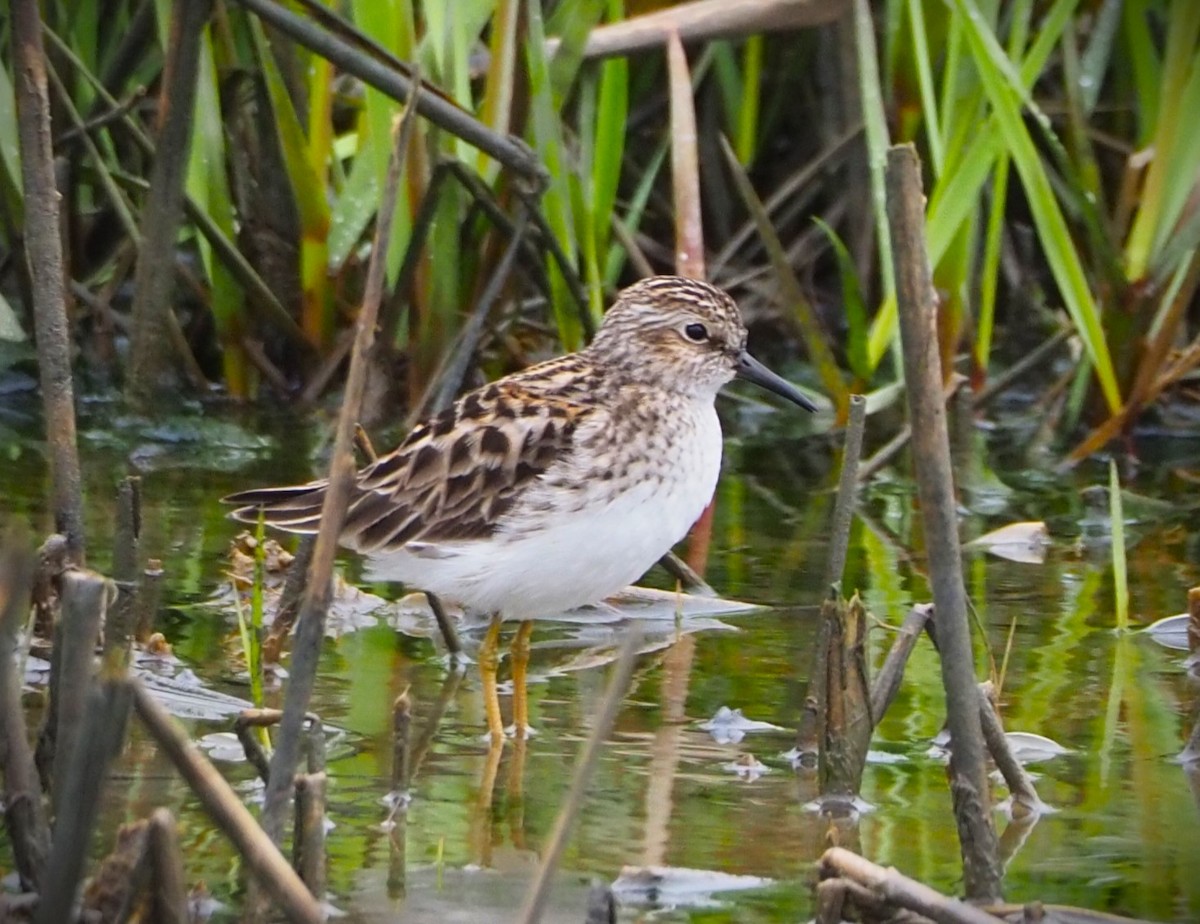 Least Sandpiper - Dick Cartwright