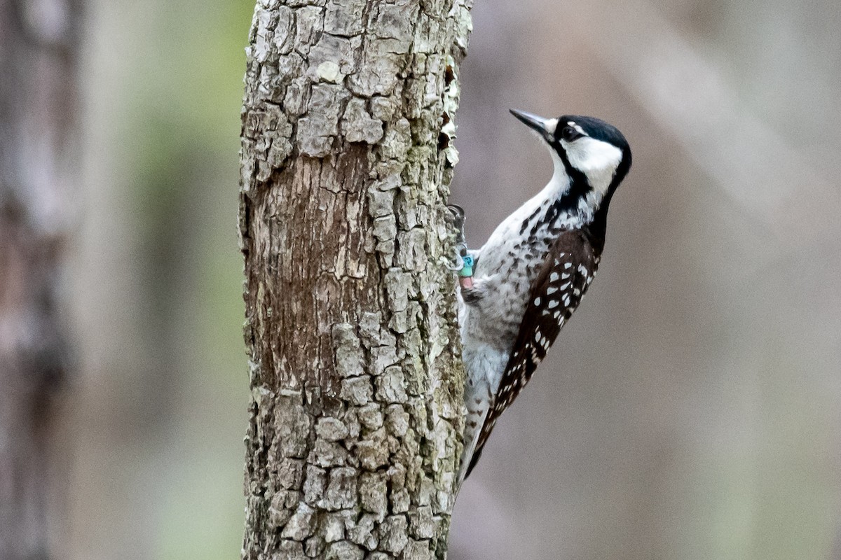 Red-cockaded Woodpecker - Gabrielle Harrison