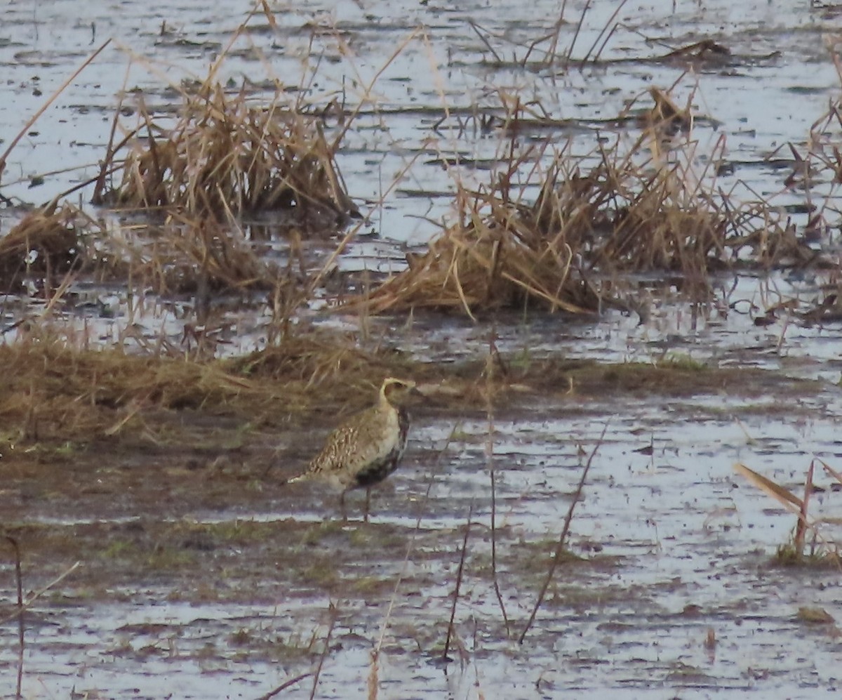 Pacific Golden-Plover - Laura Burke
