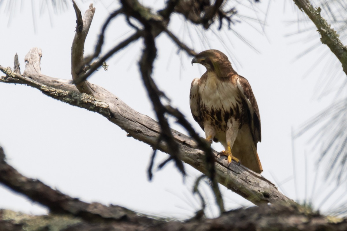 Red-tailed Hawk - ML569483751