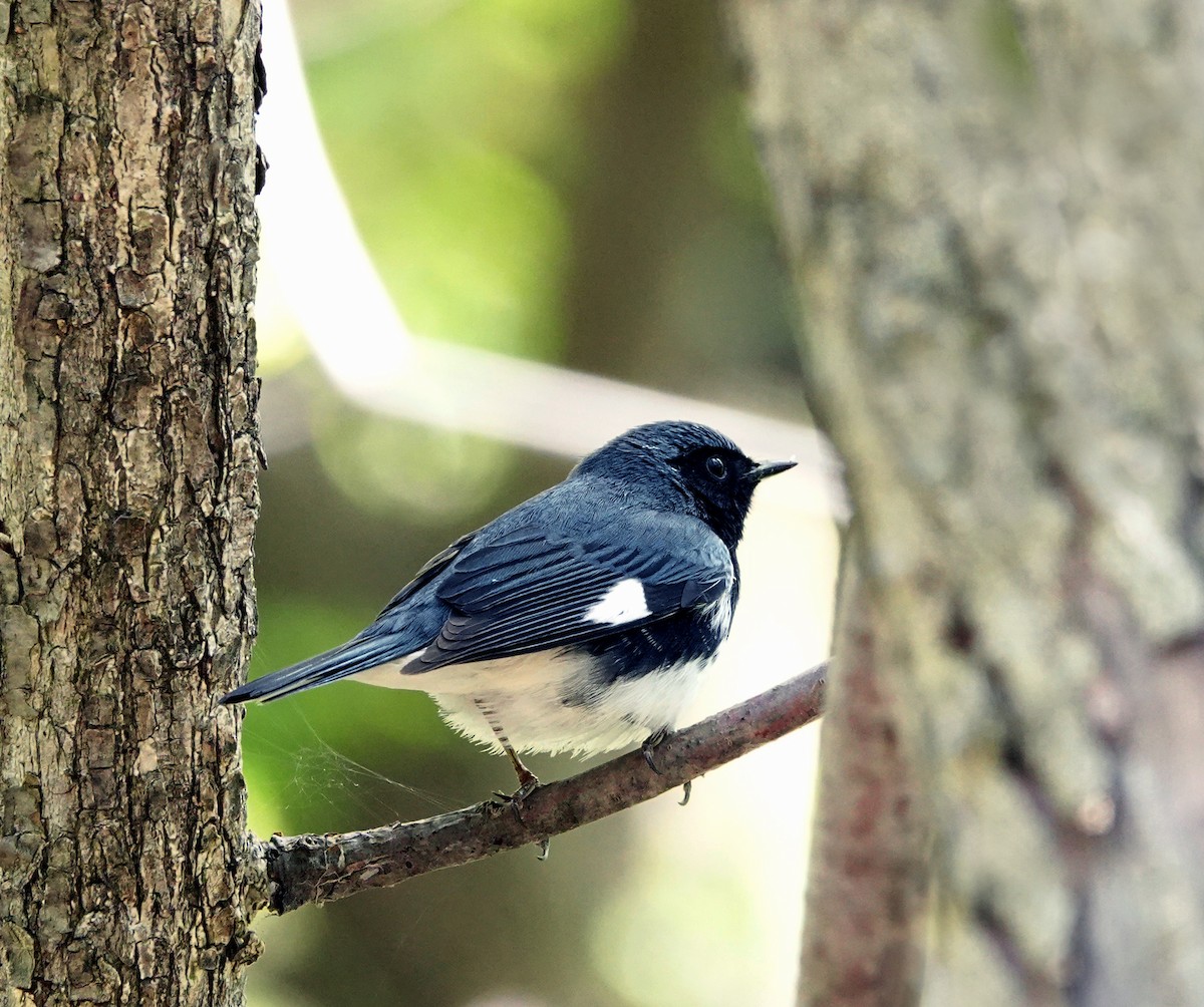 Black-throated Blue Warbler - ML569484121