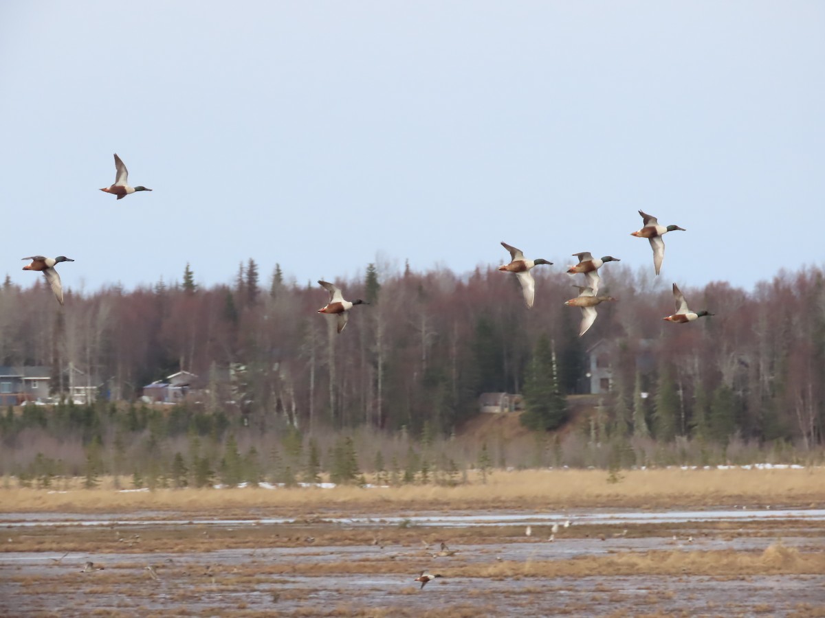 Northern Shoveler - Laura Burke