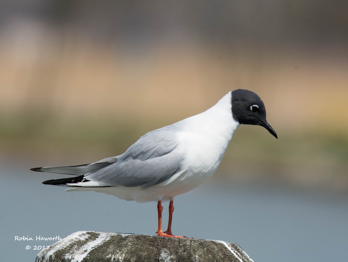 Bonaparte's Gull - Robin Haworth