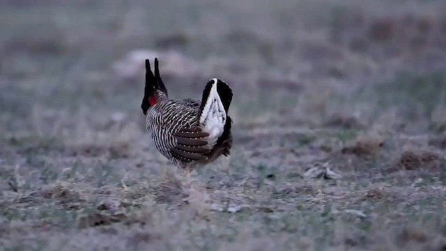 Lesser Prairie-Chicken - ML569486701