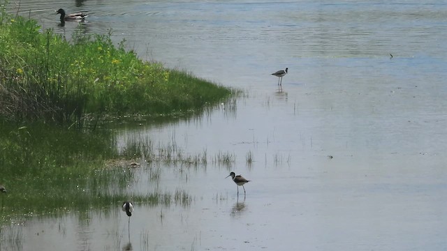 Black-necked Stilt - ML569486781