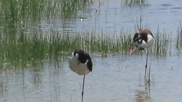 Schwarznacken-Stelzenläufer - ML569487491