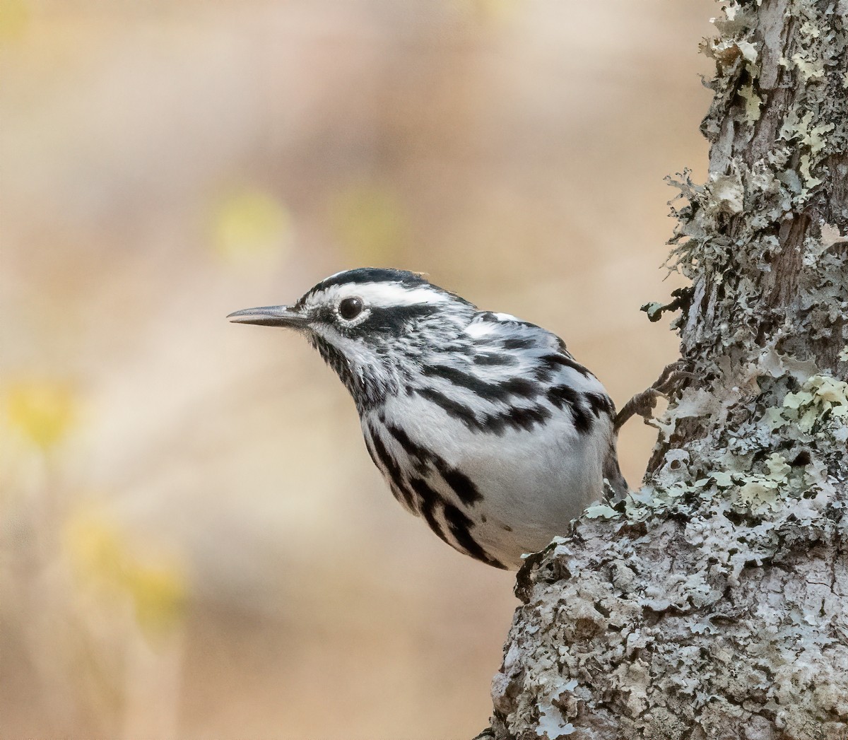 Black-and-white Warbler - ML569487921