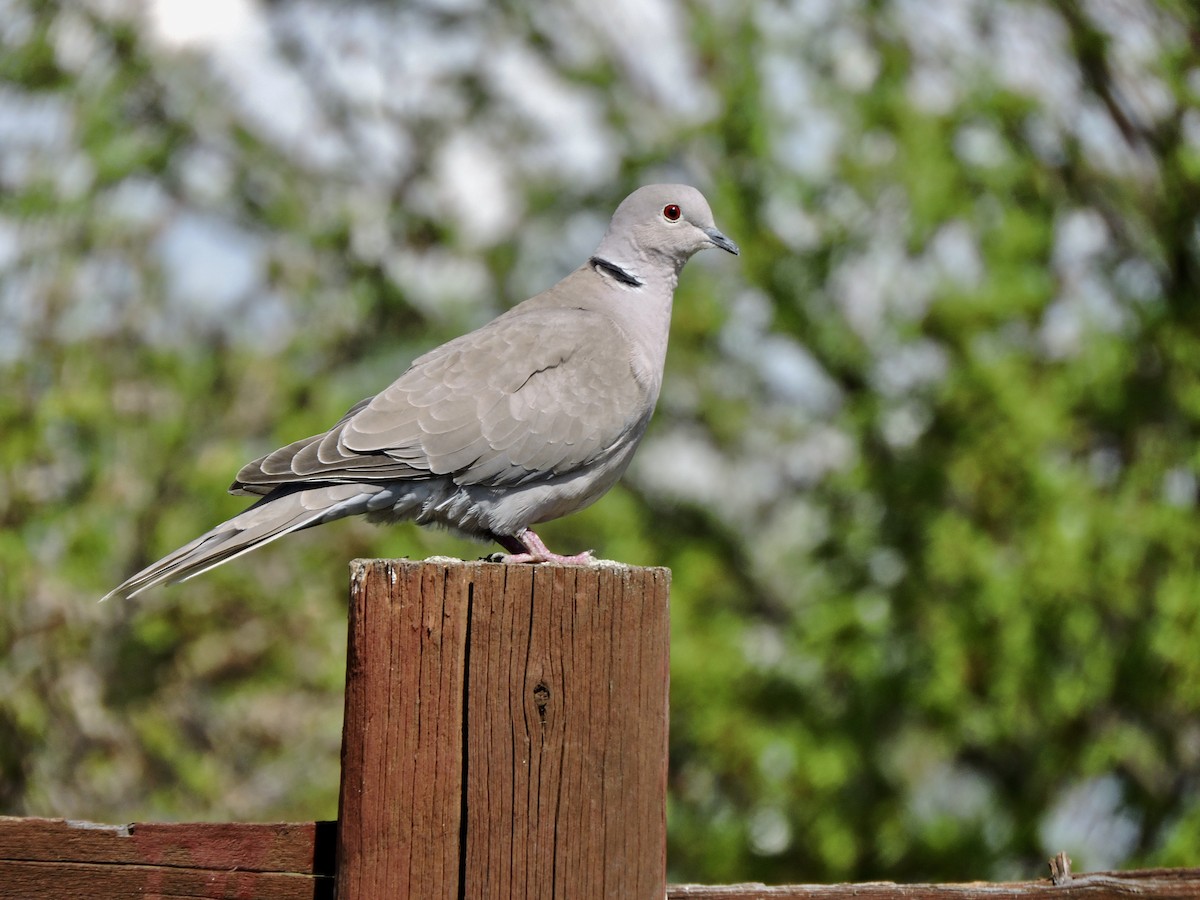 Eurasian Collared-Dove - ML569488211