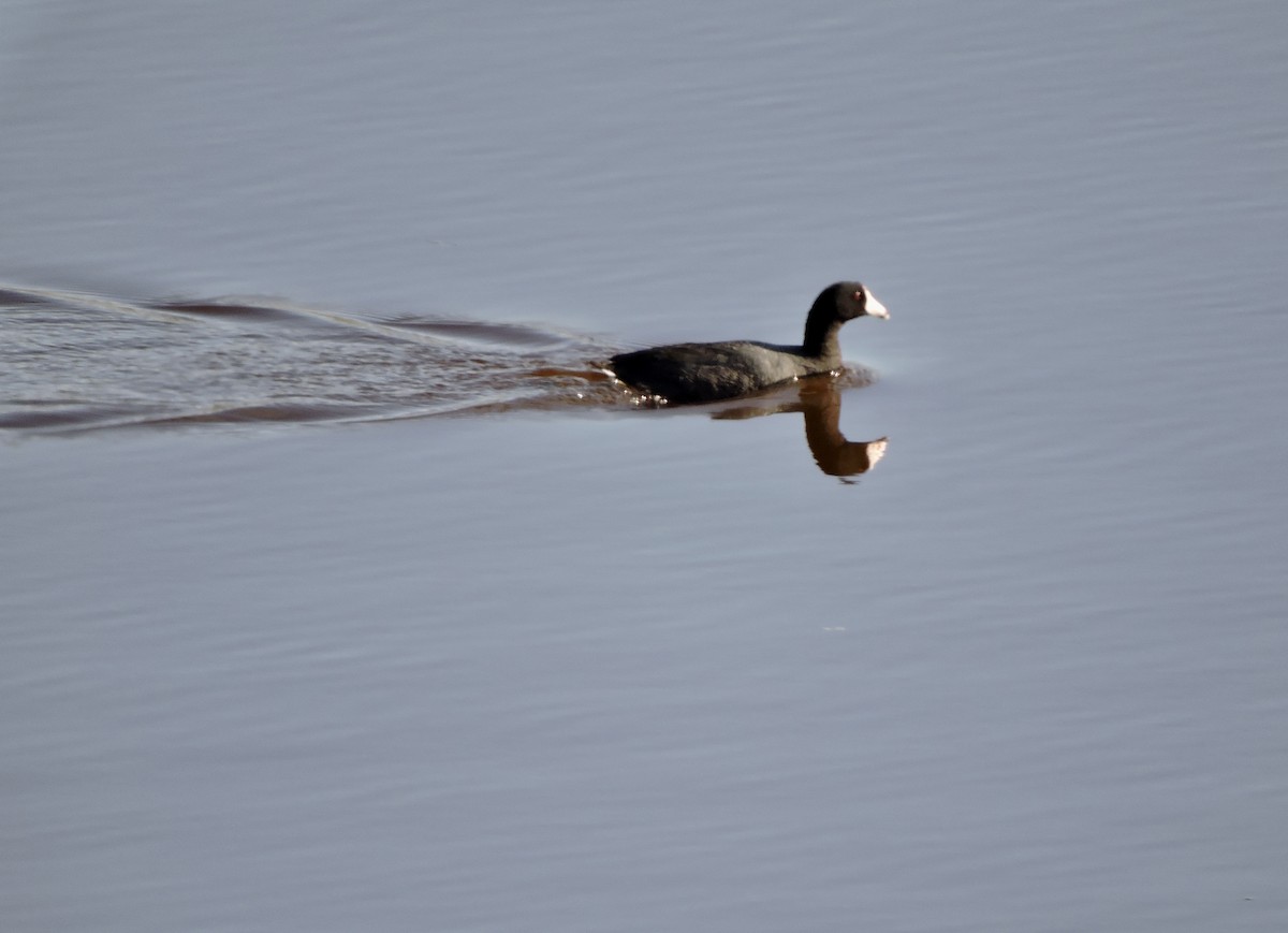 American Coot (Red-shielded) - ML569489471