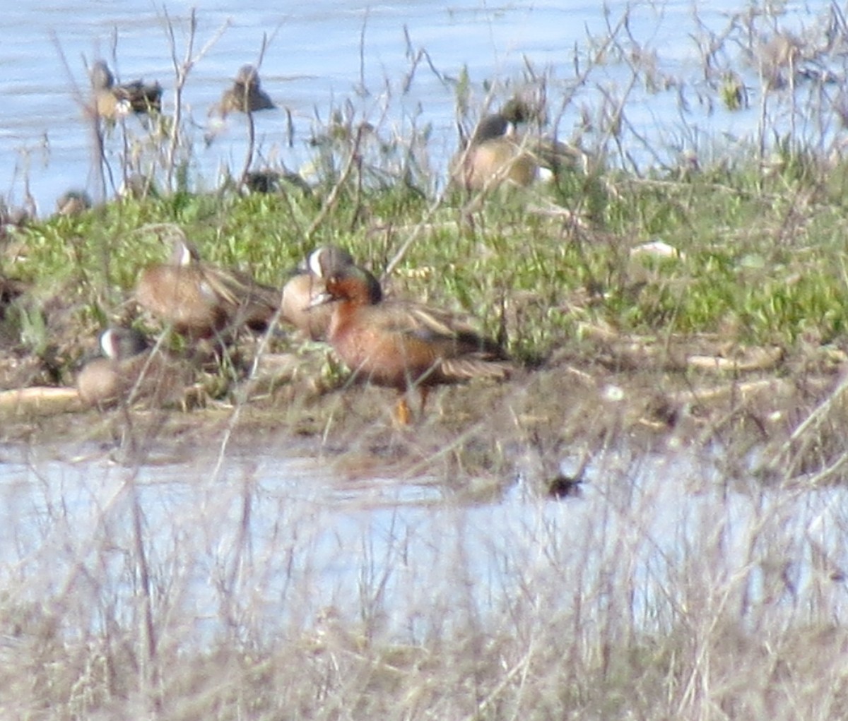 Cinnamon x Green-winged Teal (hybrid) - ML56948951