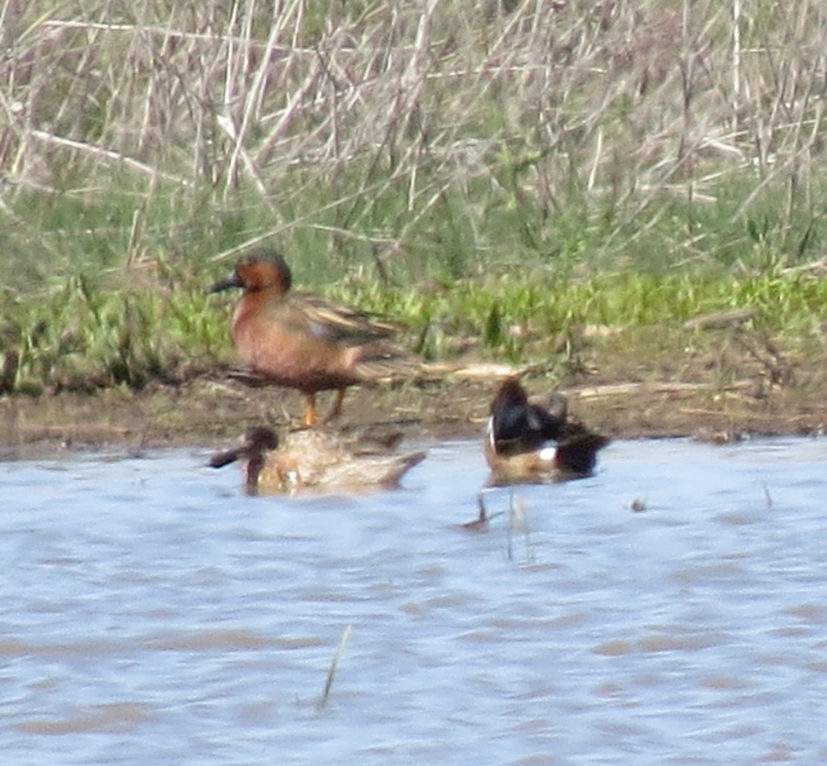 Cinnamon x Green-winged Teal (hybrid) - ML56948961