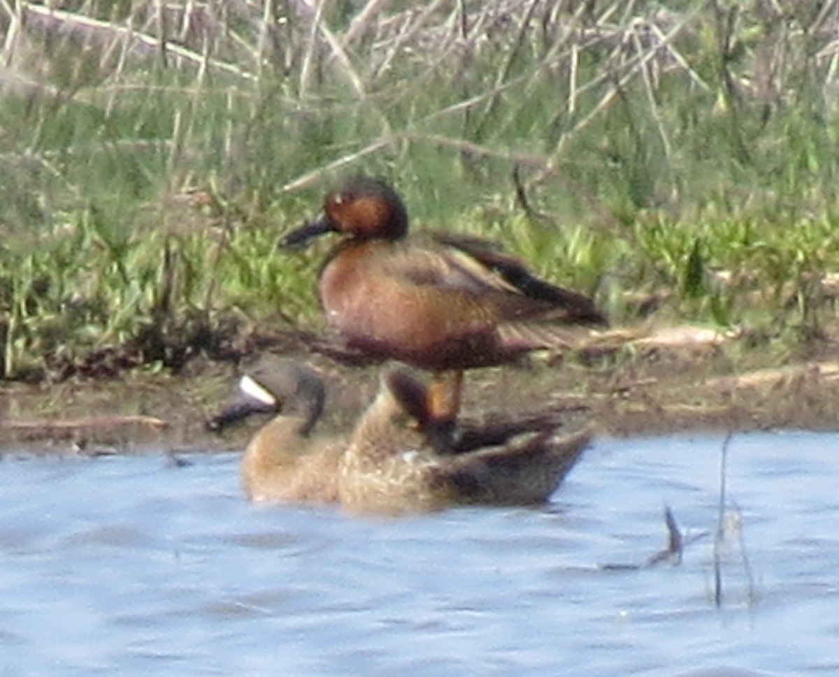 Cinnamon x Green-winged Teal (hybrid) - ML56948981