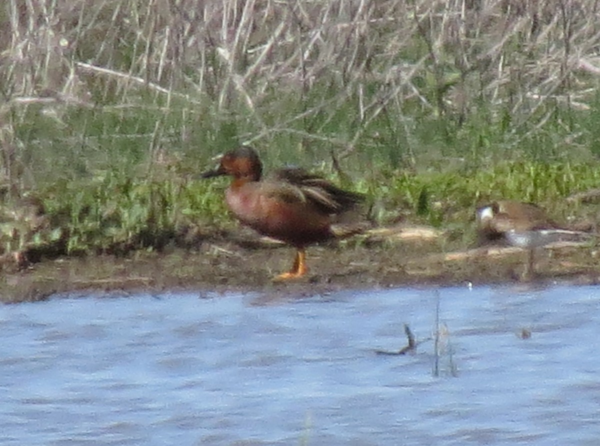 Cinnamon x Green-winged Teal (hybrid) - ML56948991