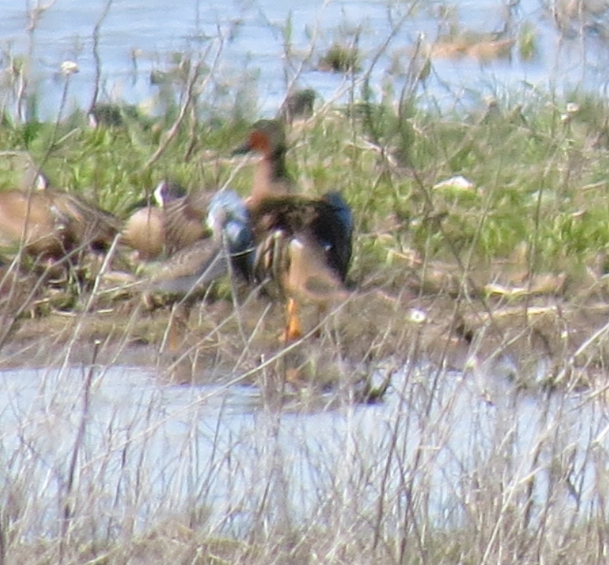 Cinnamon x Green-winged Teal (hybrid) - ML56949001