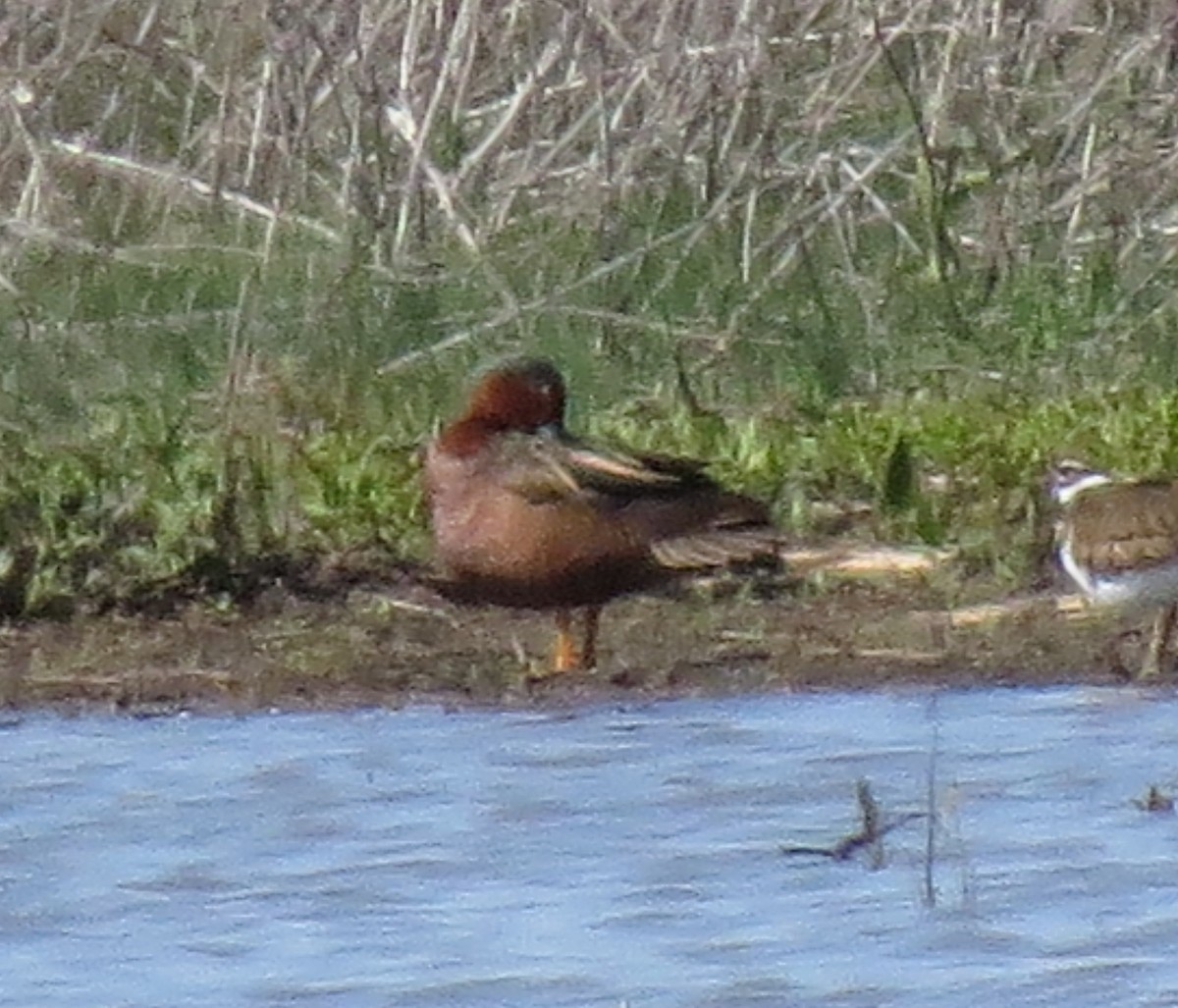 Cinnamon x Green-winged Teal (hybrid) - ML56949031