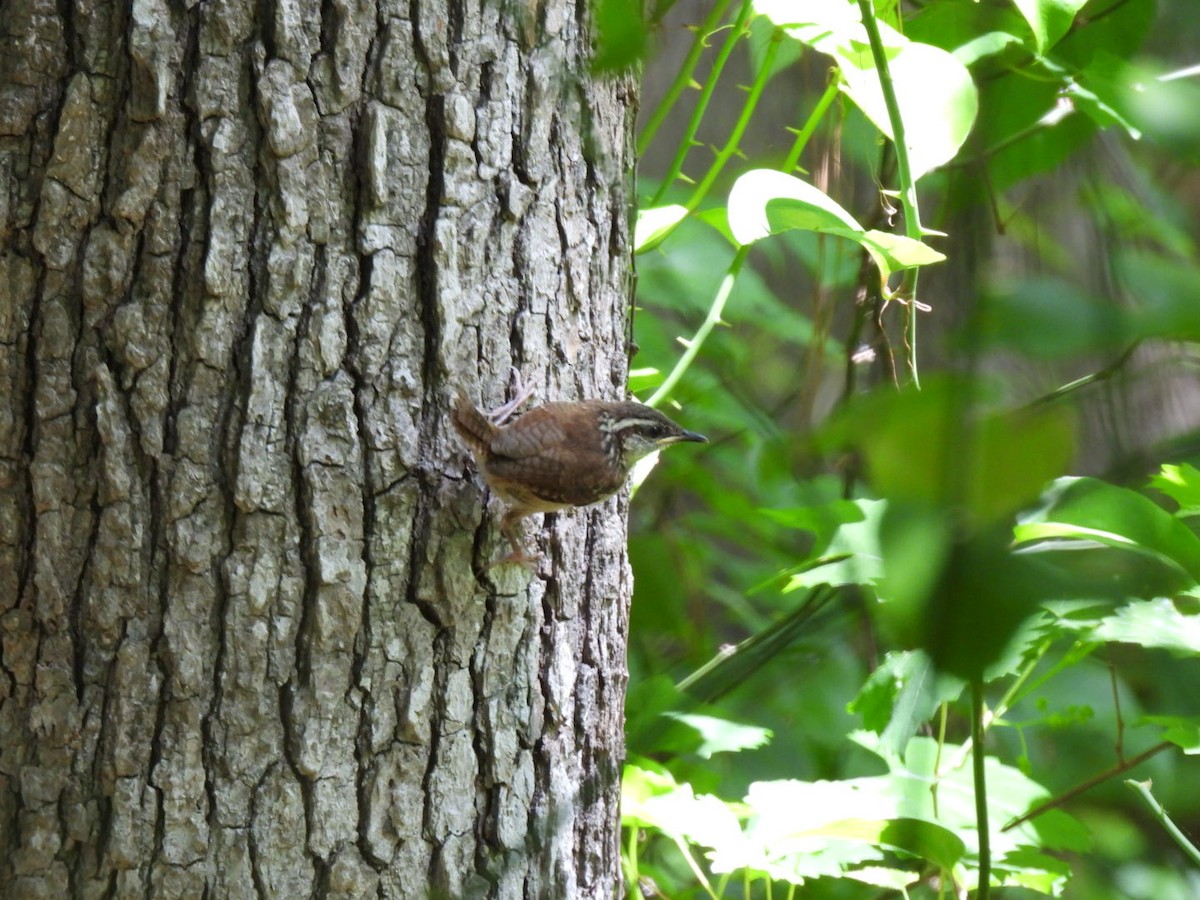 Carolina Wren - ML569490331