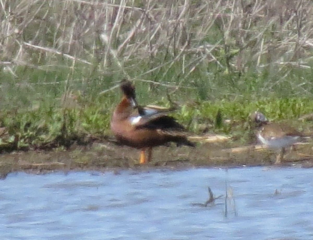 Cinnamon x Green-winged Teal (hybrid) - ML56949061