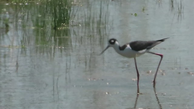 Black-necked Stilt - ML569490651