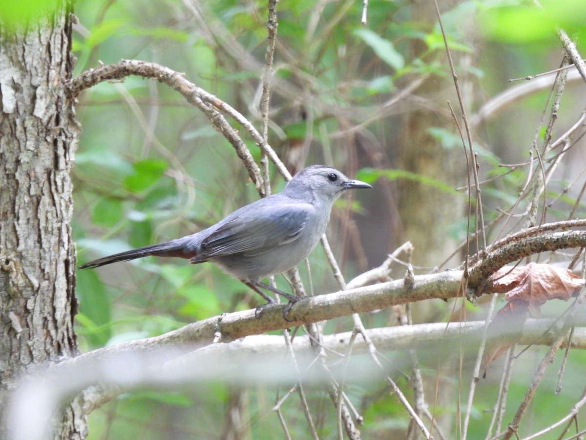 Gray Catbird - ML569490771