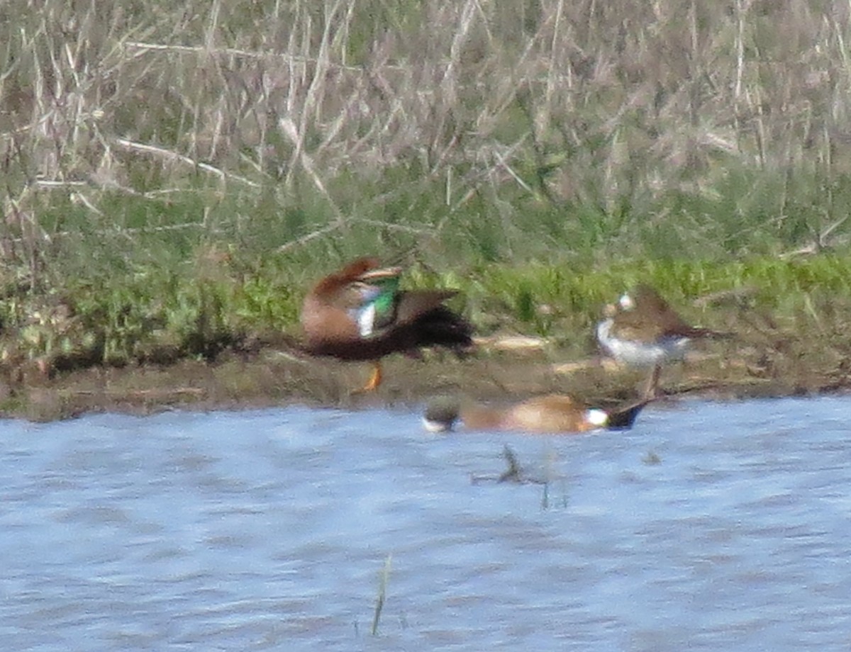 Cinnamon x Green-winged Teal (hybrid) - ML56949081