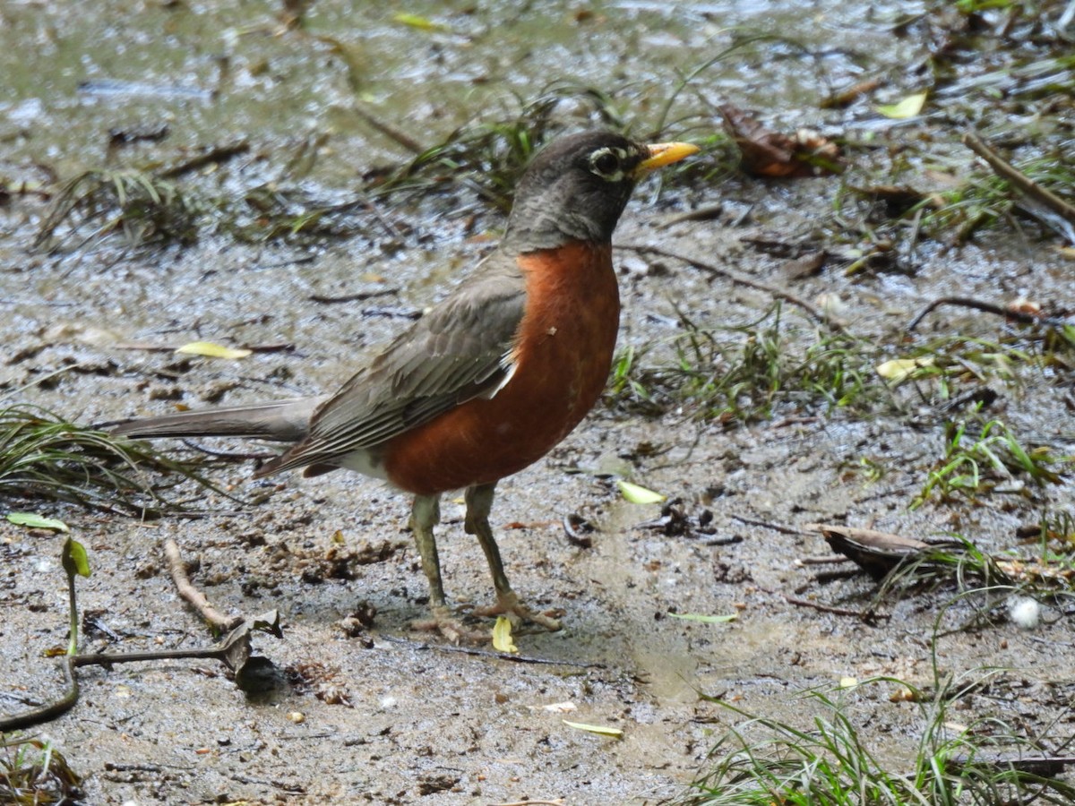 American Robin - ML569490951