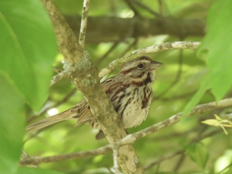 Song Sparrow - ML569491121