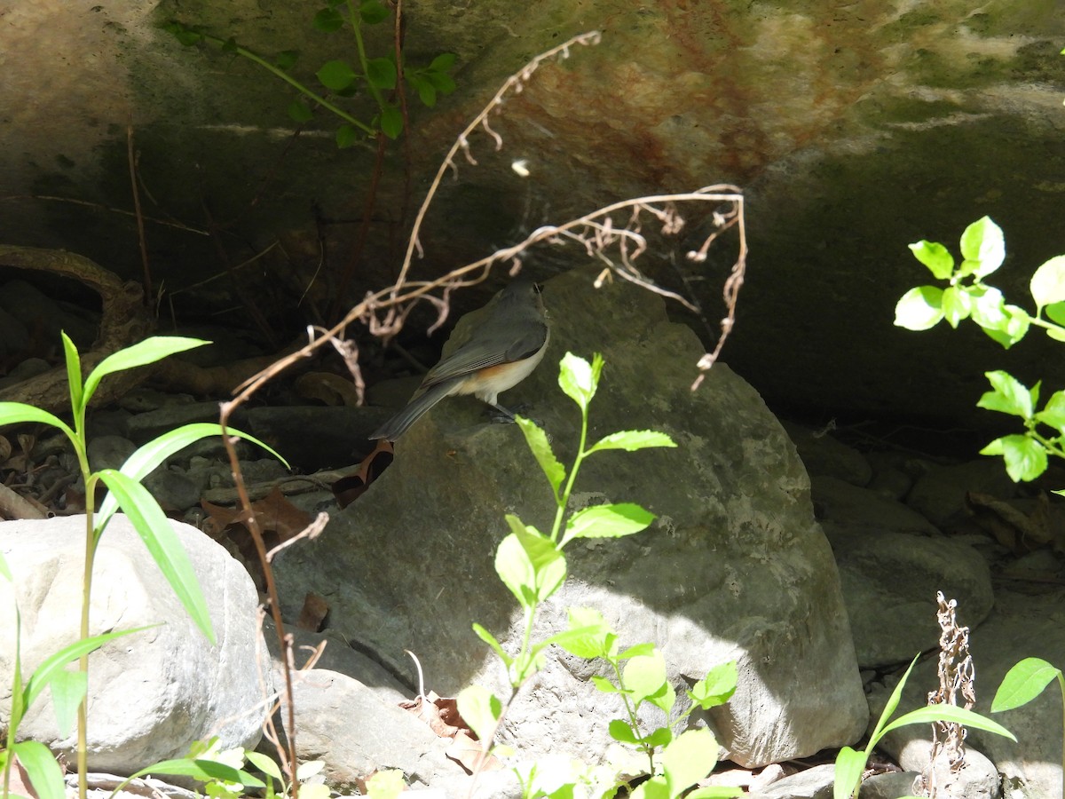 Tufted Titmouse - ML569491341