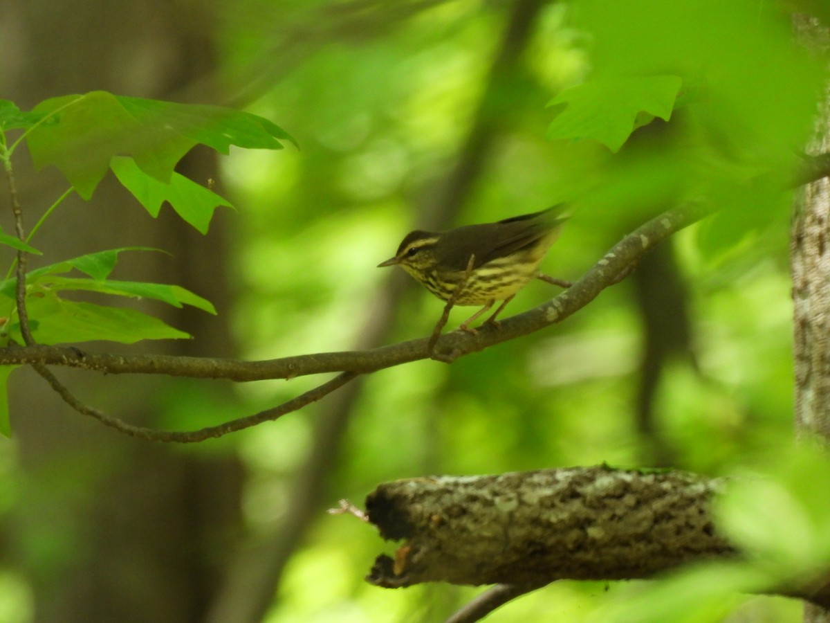 Northern Waterthrush - ML569491651
