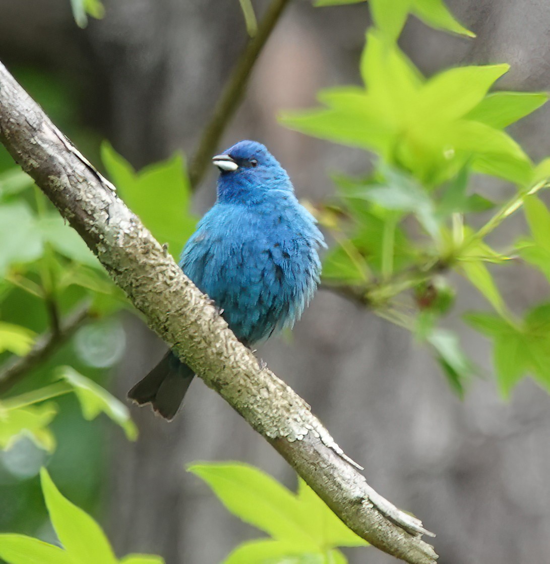 Indigo Bunting - ML569494711