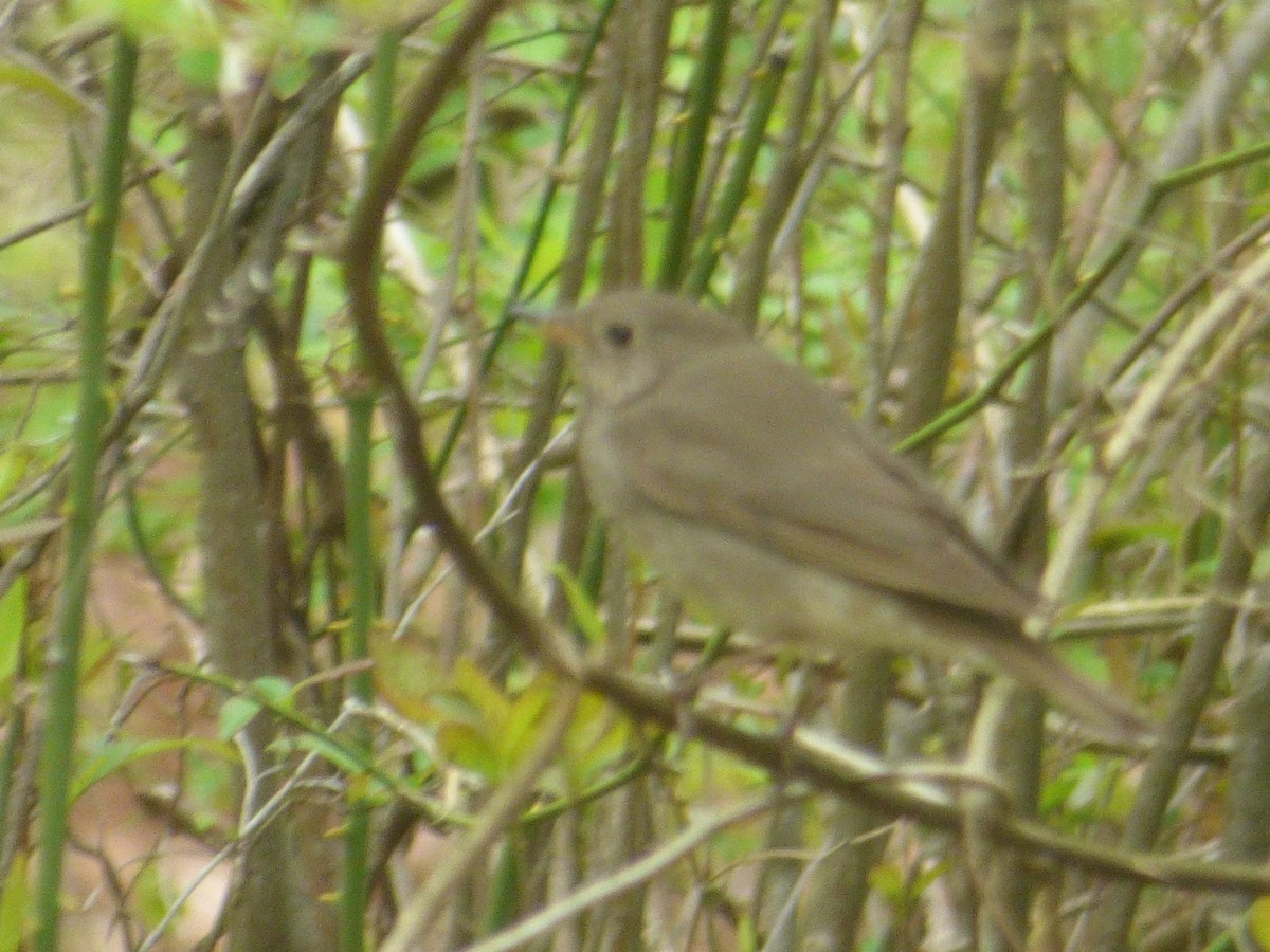 Gray-cheeked Thrush - ML569495521