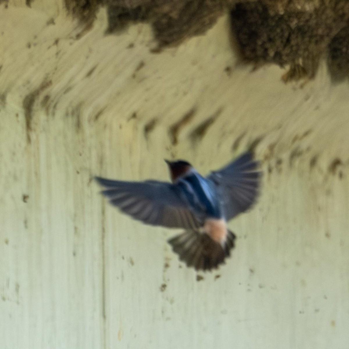 Cliff Swallow - ML569496231