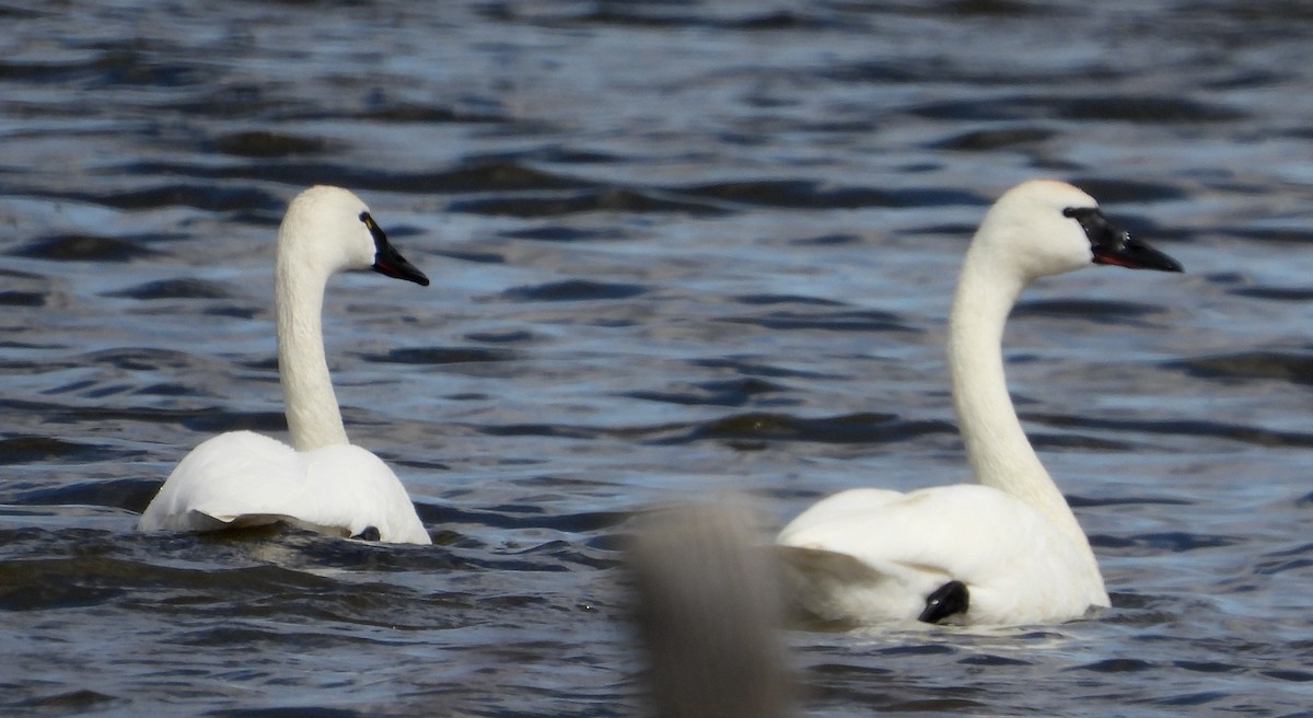 Cygne trompette - ML569496301