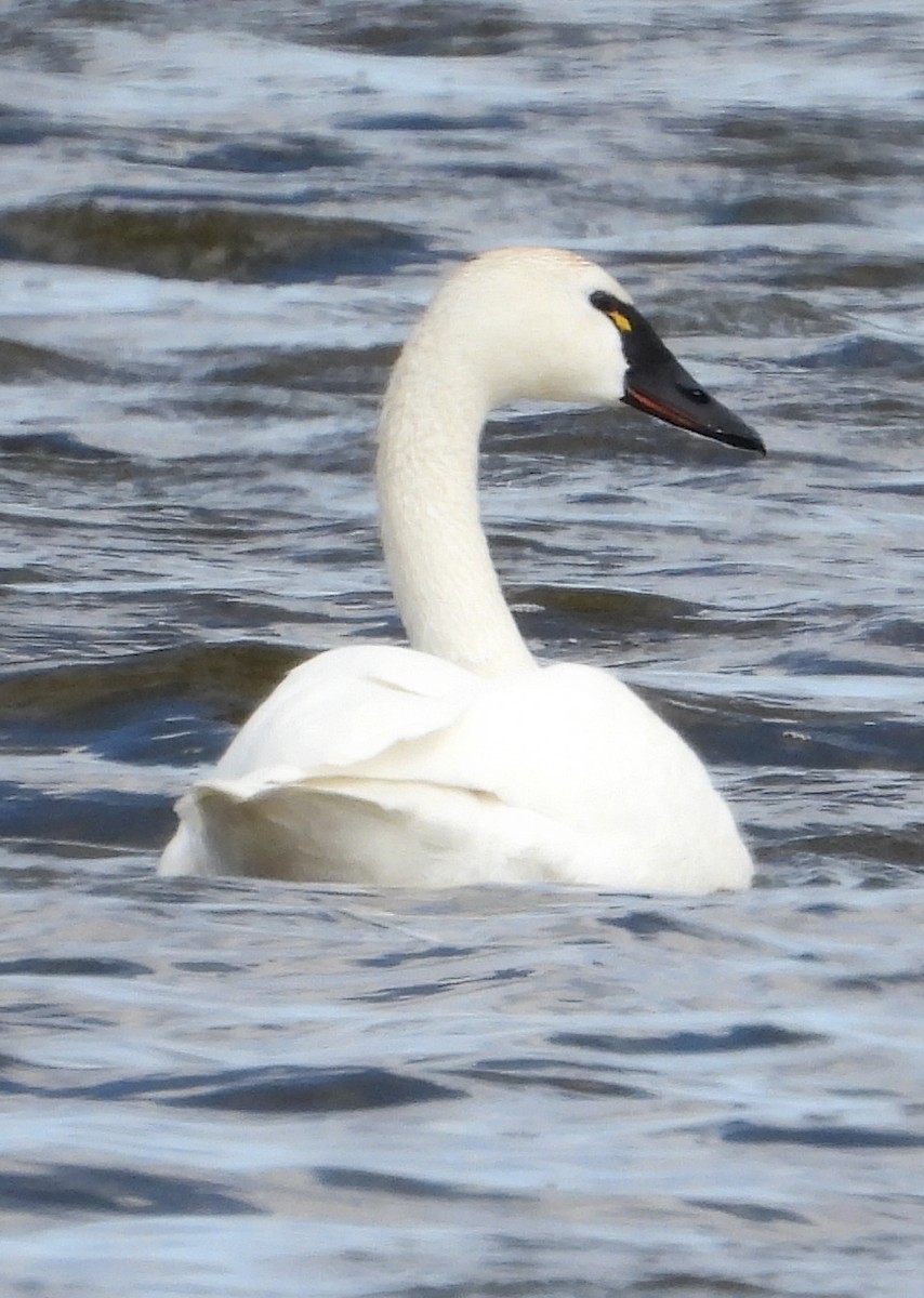 Cygne trompette - ML569496741