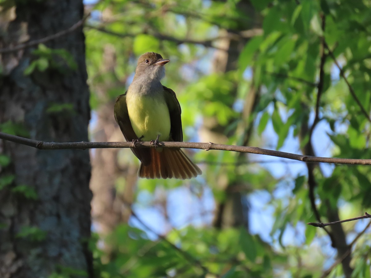 Great Crested Flycatcher - Deborah Cooney