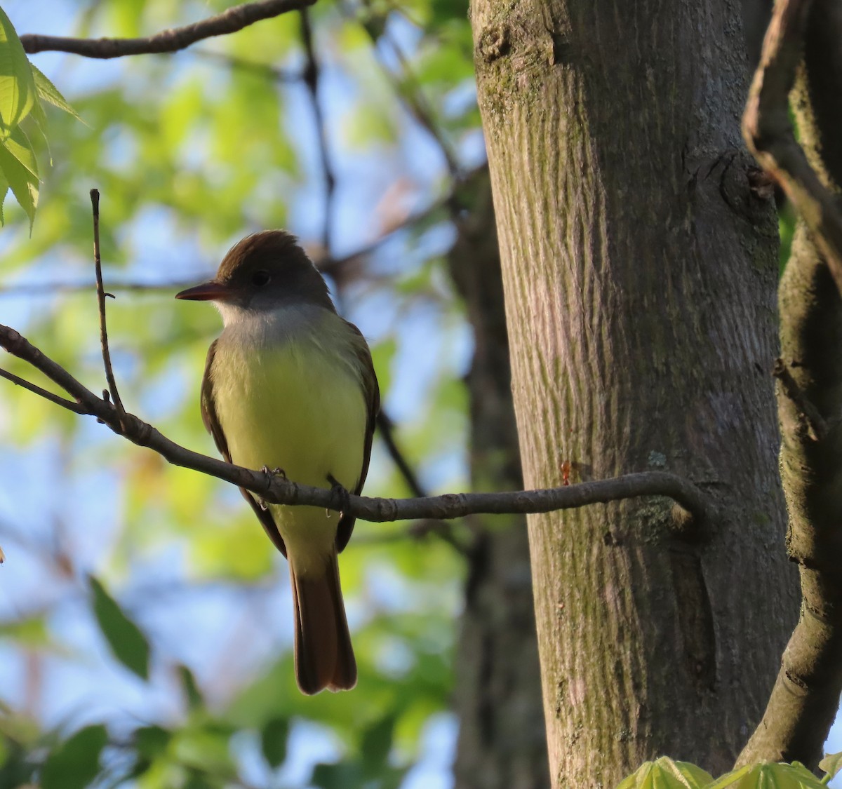 Great Crested Flycatcher - ML569496961