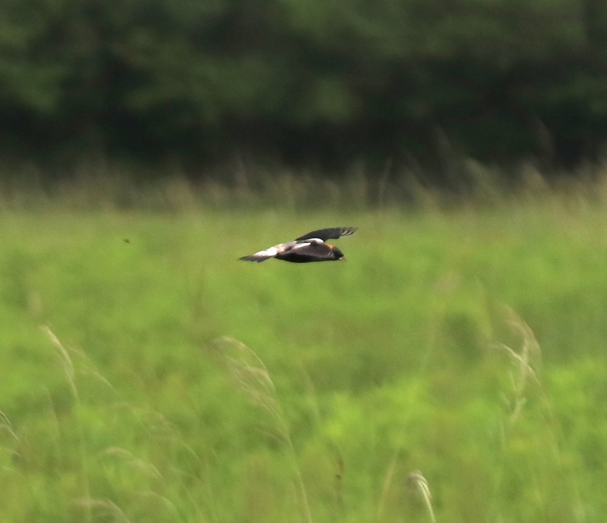 bobolink americký - ML569498181