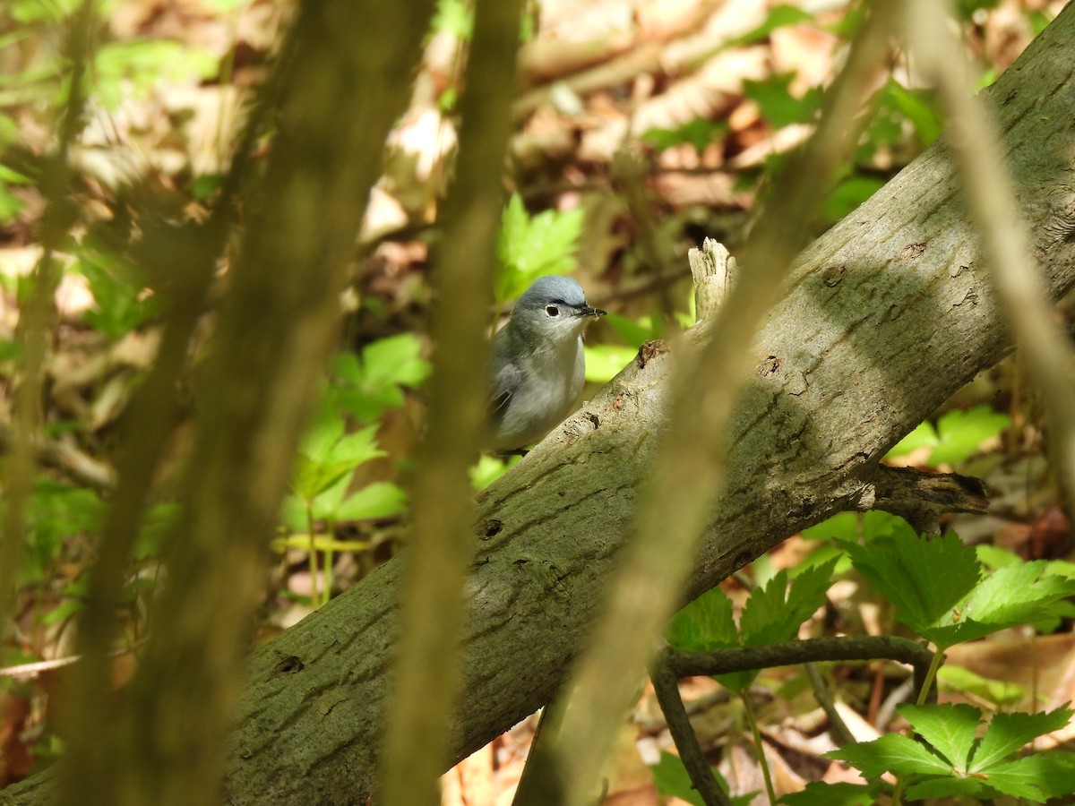 Blue-gray Gnatcatcher - Leah Kmiecik