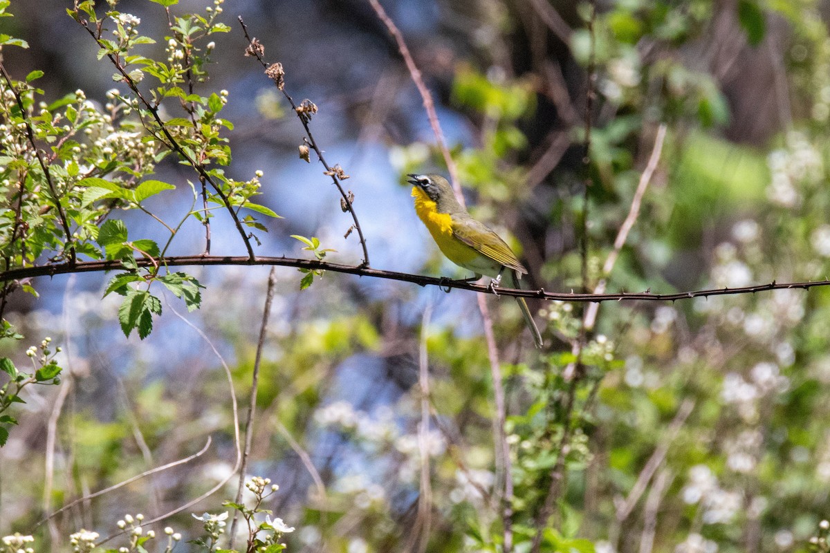 Yellow-breasted Chat - Mark Wilson