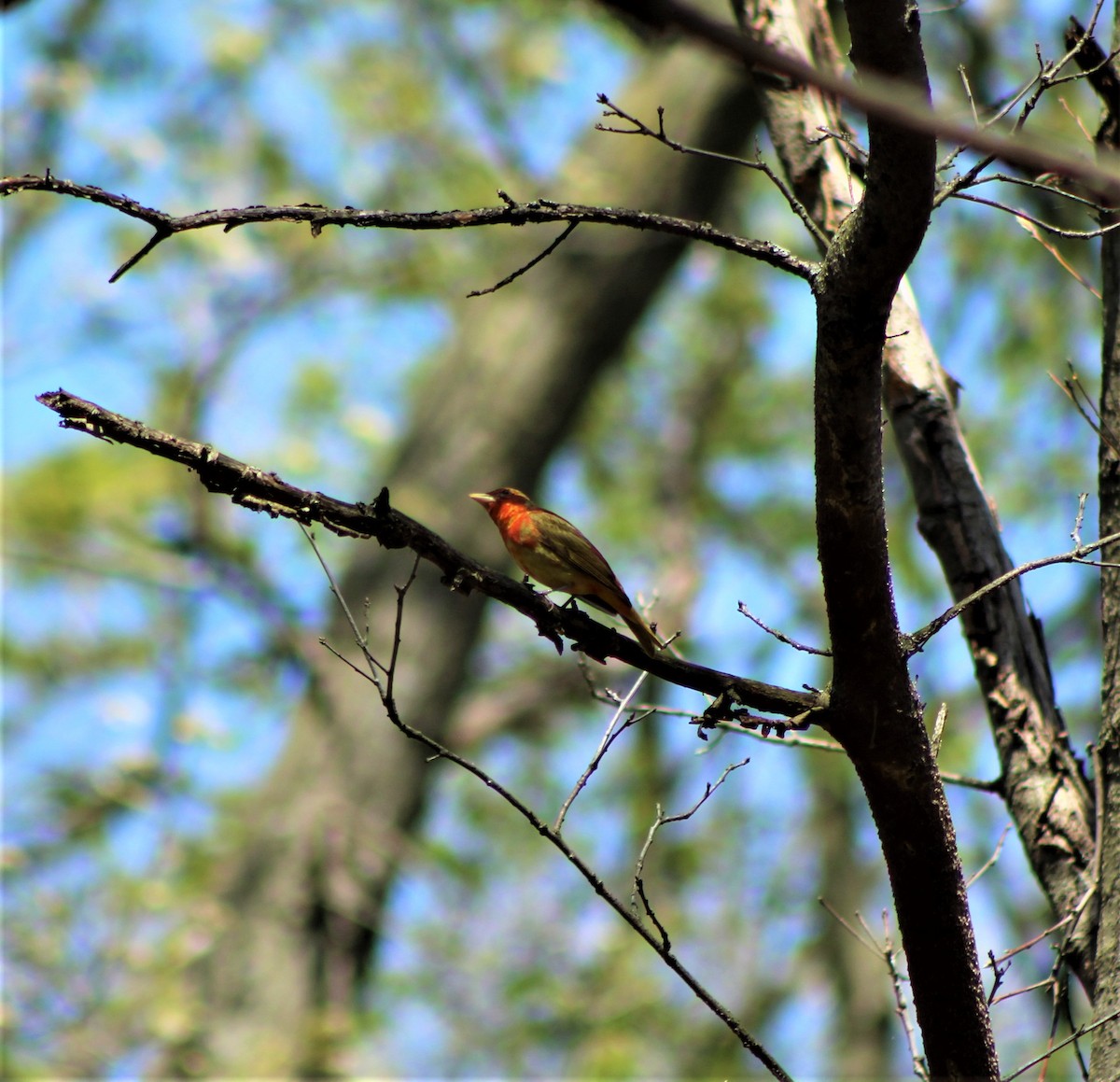 Summer Tanager - ML569501531