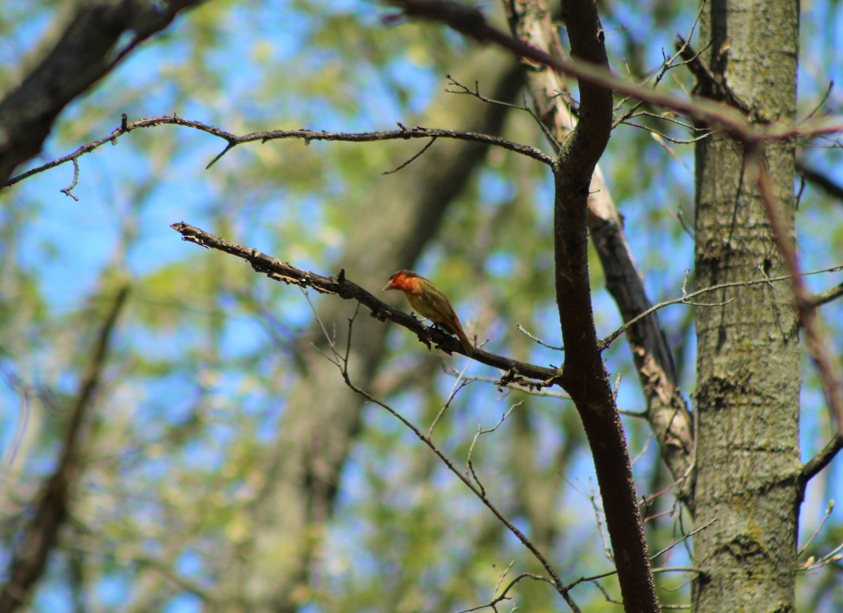 Summer Tanager - ML569501541