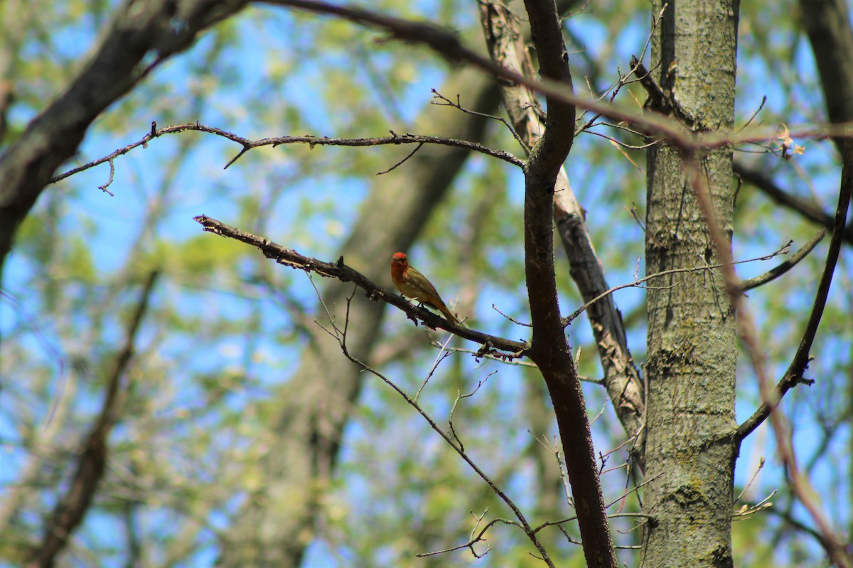 Summer Tanager - ML569501551