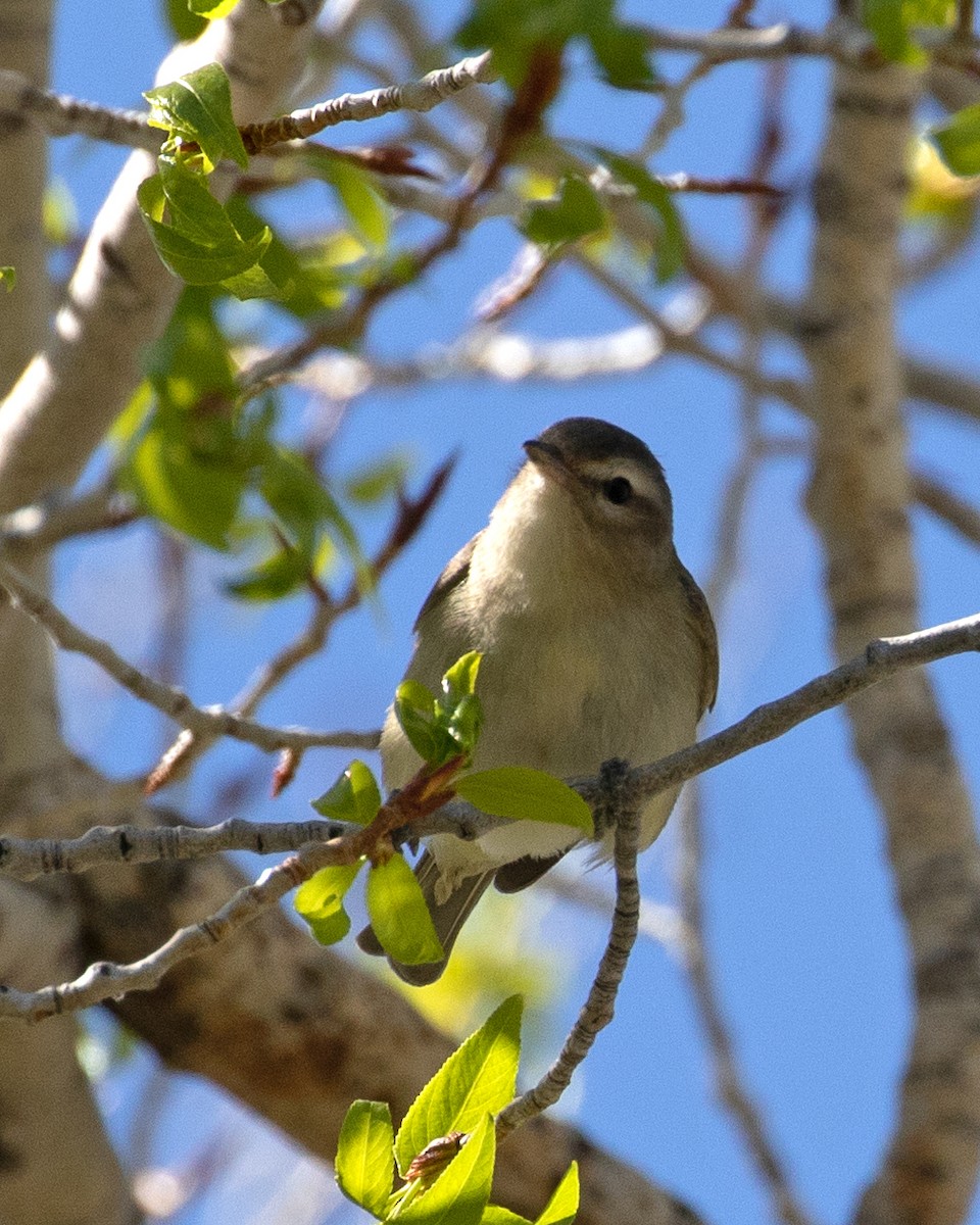 Warbling Vireo - ML569501591