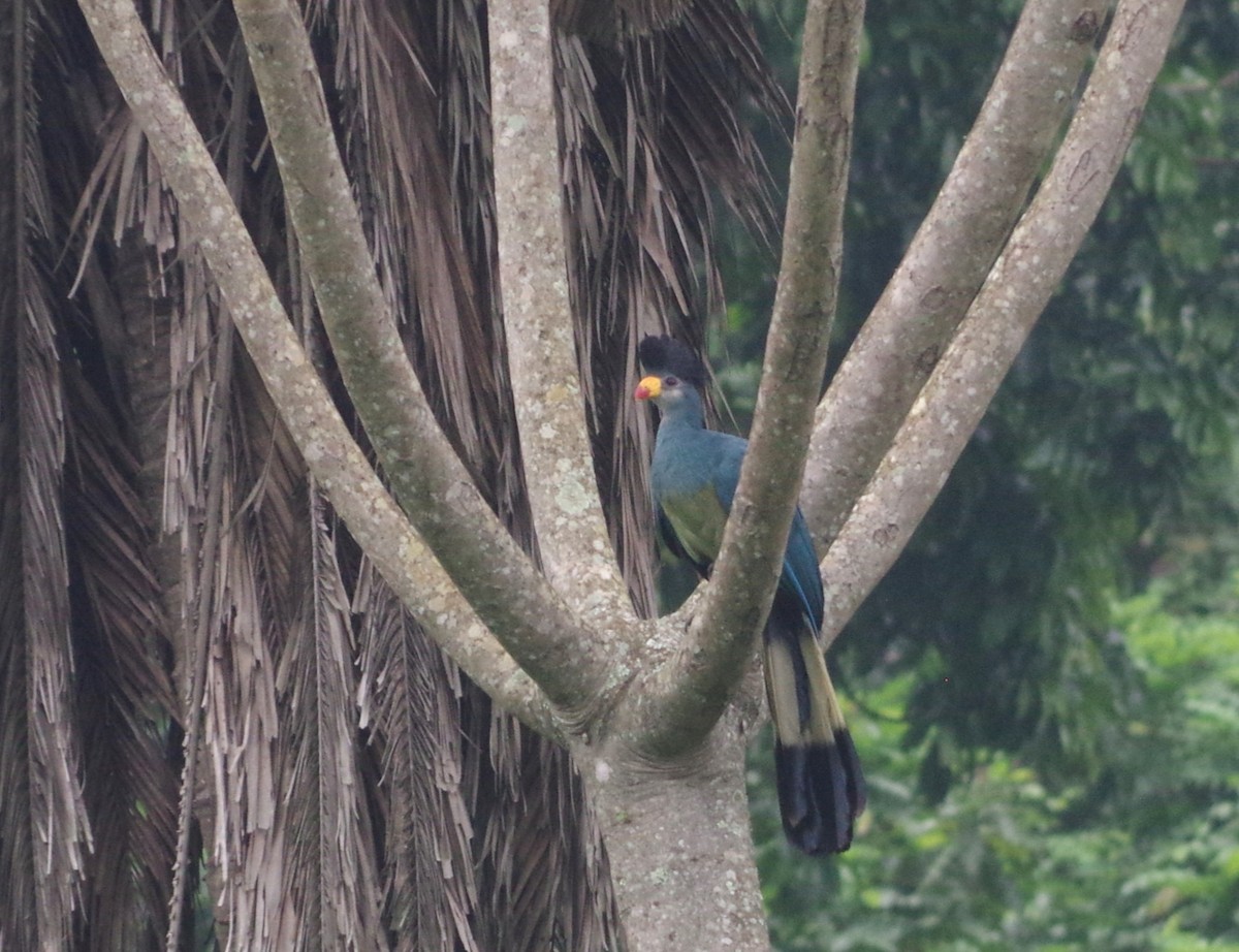 Great Blue Turaco - ML569502331