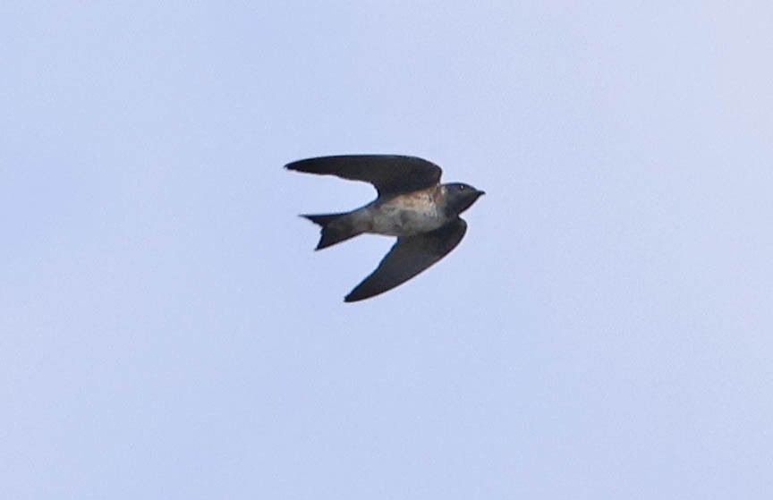 Purple Martin - ML569502481