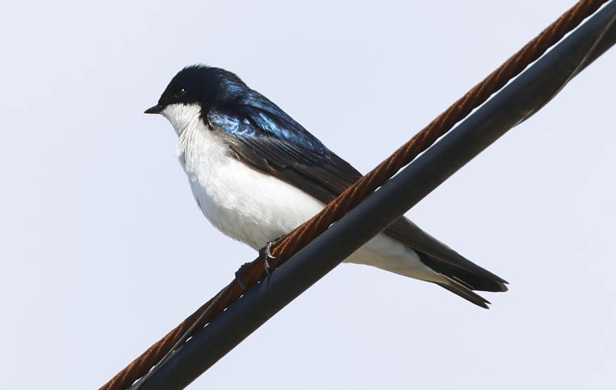 Tree Swallow - ML569502571